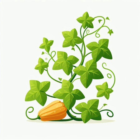 Gourd with green leaves isolated on white background. Vector illustration.のイラスト素材