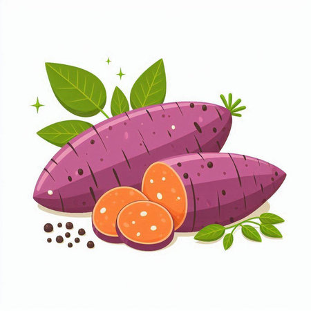 Sweet potato vector illustration isolated on white background. Sweet potato vector illustration.のイラスト素材