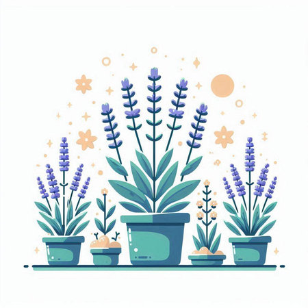 Vector illustration of lavender flowers in pots on white background. Flat style.のイラスト素材