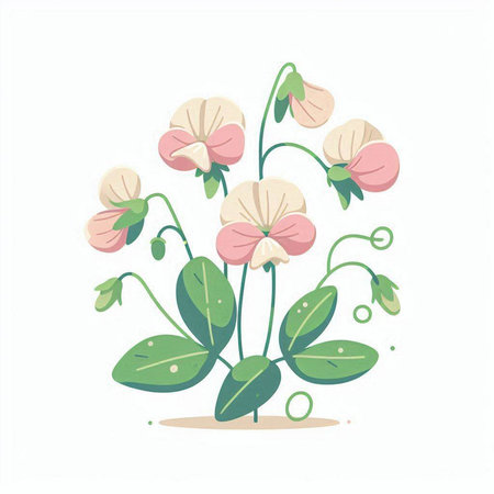 Pea flowers isolated on white background. Hand drawn vector illustration.のイラスト素材