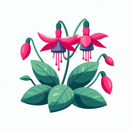 Fuchsia flowers isolated on a white background. Vector illustration.のイラスト素材