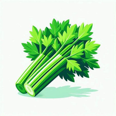 Fresh celery bunch isolated on white background. Vector illustration. Eps 10.のイラスト素材