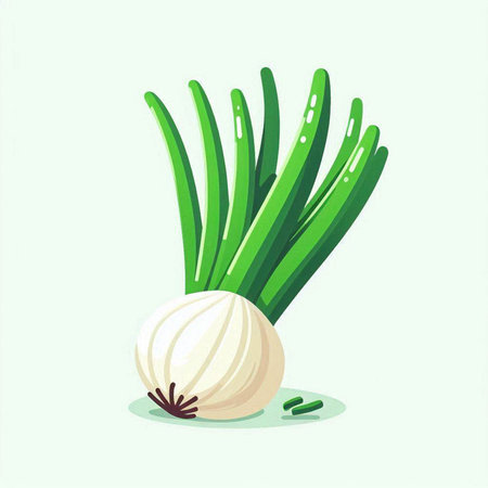 Illustration of fresh onion with green leaves on white background. Vector illustration.のイラスト素材