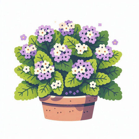 Flowerpot with primula on white background. Vector illustration.のイラスト素材