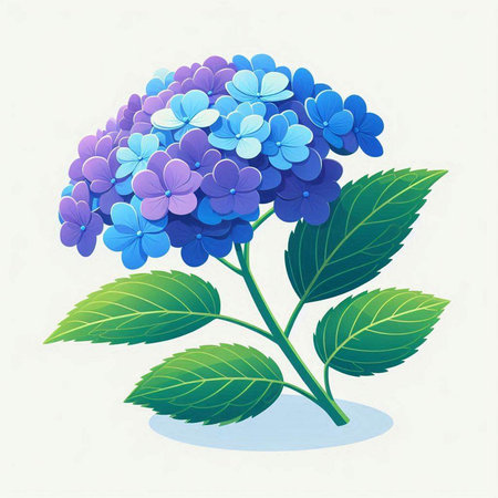 Hydrangea flower. Vector illustration of hydrangea.のイラスト素材