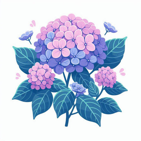 Hydrangea flowers with leaves. Vector illustration isolated on white background.のイラスト素材
