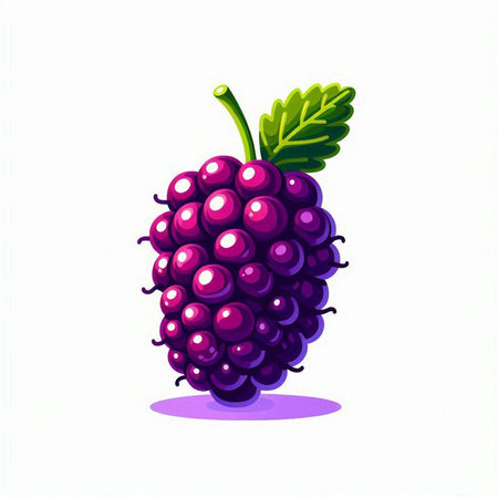 Mulberry vector illustration isolated on white background. Fresh berry.のイラスト素材
