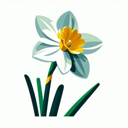 Narcissus flower on a white background. Vector illustration.のイラスト素材