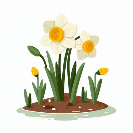 Narcissus flower isolated on white background. Vector illustration.のイラスト素材