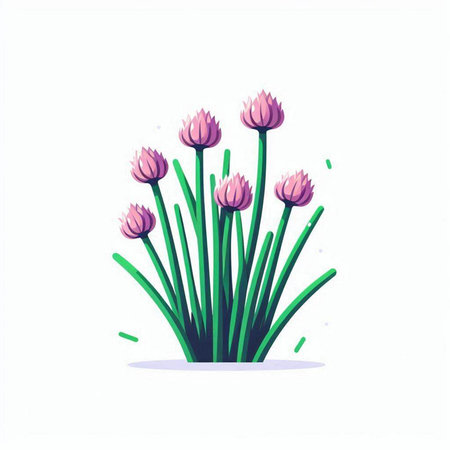 Flowering chives. Vector illustration isolated on white background.のイラスト素材