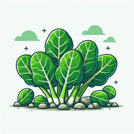 Illustration of spinach growing in the soil. Vector illustration on white background.のイラスト素材