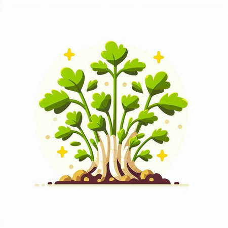 Sprouting parsley on a white background. Vector illustration in a flat style.のイラスト素材