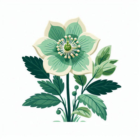 Green hellebore flower isolated on white background. Vector illustration.のイラスト素材
