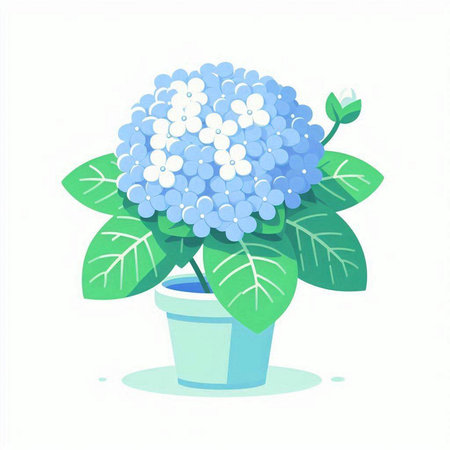 Blue hydrangea flower on white background. Vector illustration.のイラスト素材