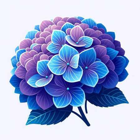 Blue hydrangea flower on white background. Vector illustration.のイラスト素材