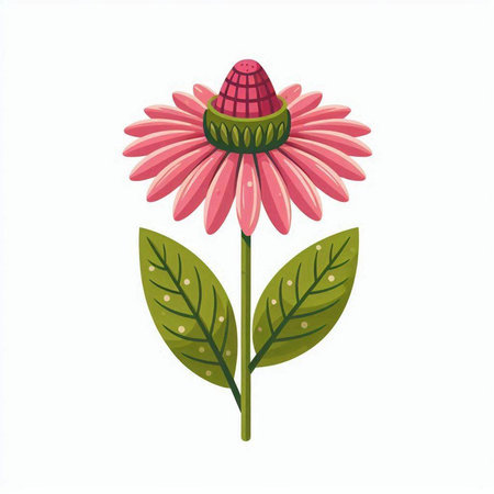 Echinacea flower with green leaves isolated on white background. Vector illustration.のイラスト素材