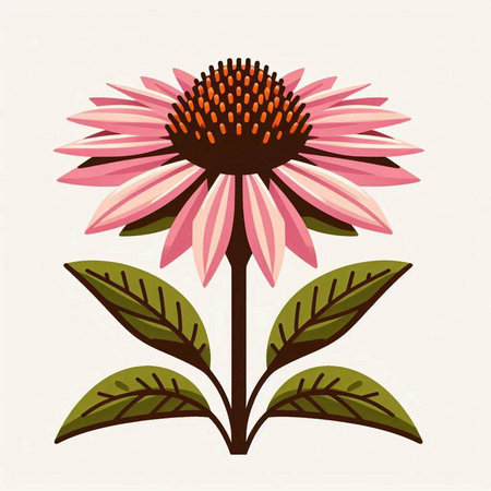 Echinacea flower on a white background. Vector illustration. EPS 10のイラスト素材