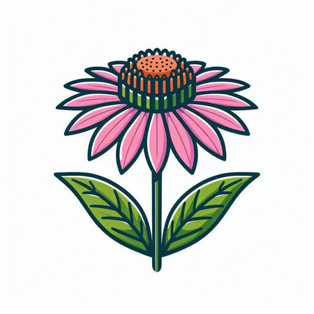 Echinacea flower icon. Vector illustration isolated on white background.のイラスト素材