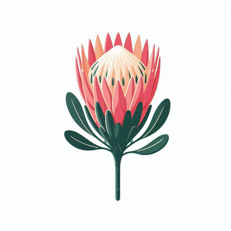 Beautiful protea flower isolated on white background. Vector illustration.のイラスト素材