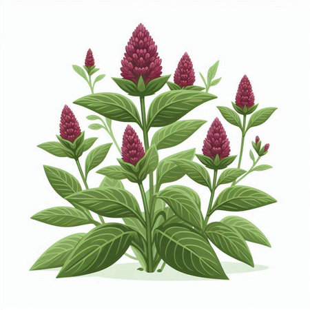 Illustration of red clover isolated on white background. Vector illustration.のイラスト素材