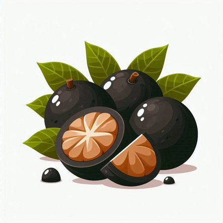 Sapodilla fruit with leaves. Vector illustration on white background.のイラスト素材