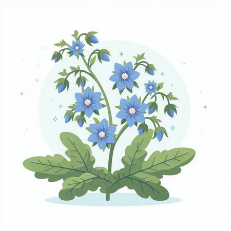 Borage plant with blue flowers on white background. Vector illustration.のイラスト素材