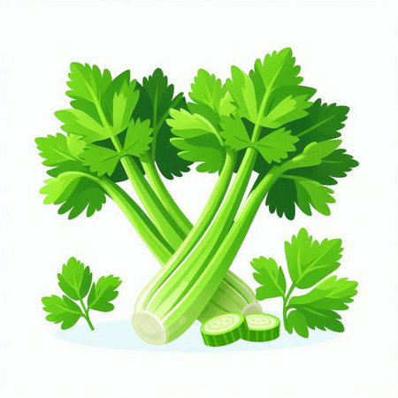 Celery, parsley and celery. Vector illustration.のイラスト素材