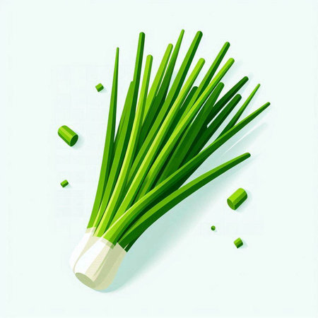 Fresh green spring onion isolated on white background. Vector illustration. Top view.のイラスト素材