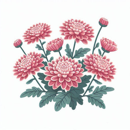 Pink chrysanthemums isolated on white background. Vector illustrationのイラスト素材