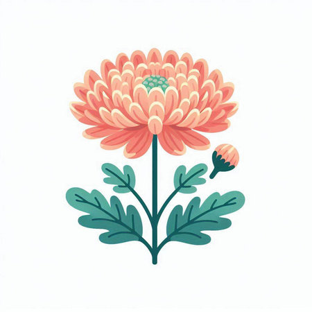 Beautiful chrysanthemum isolated on white background. Vector illustration.のイラスト素材