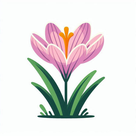 Spring crocus flower. Vector illustration in cartoon style. Isolated on white background.のイラスト素材