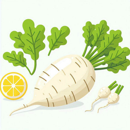 Daikon radish with lemon and green leaves. Vector illustration.のイラスト素材