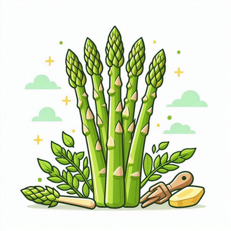 Green asparagus on a white background. Vector illustration in a flat style.のイラスト素材