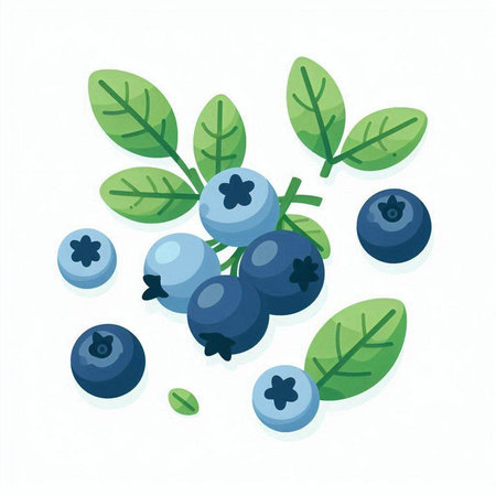 Blueberry vector illustration. Isolated berry on white background.のイラスト素材