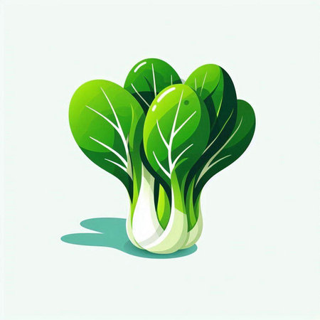 Illustration of fresh green bok choy, vector illustration.のイラスト素材