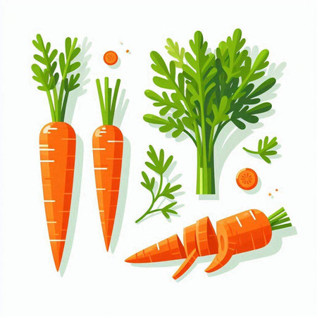 Carrot flat vector illustration. Fresh vegetable isolated on white background.のイラスト素材