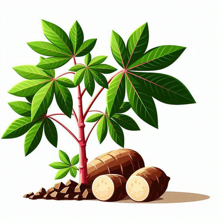 Cassava plant isolated on white background. Realistic vector illustration.のイラスト素材