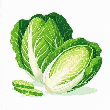 Fresh chinese cabbage isolated on white background. Vector illustration. Eps 10.のイラスト素材