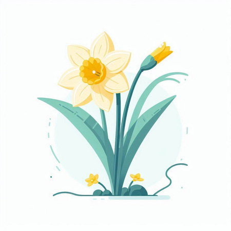 Narcissus flower on white background. Flat vector illustration.のイラスト素材