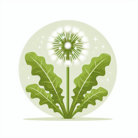 Vector illustration of dandelion with green leaves on white background.のイラスト素材