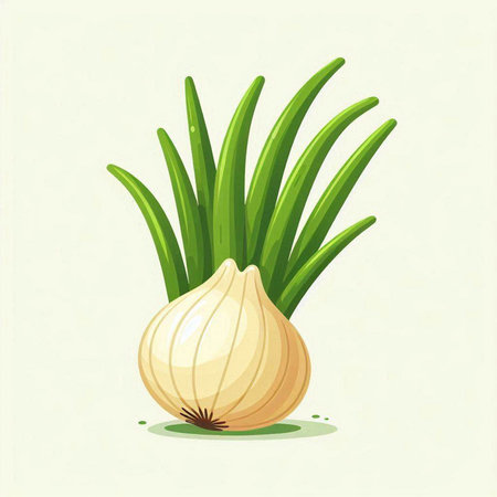 Illustration of fresh onion isolated on white background. Vector illustration.のイラスト素材
