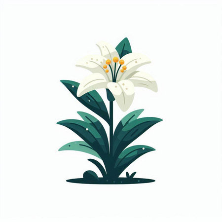 White lily flower vector illustration isolated on white background. Flat design.のイラスト素材