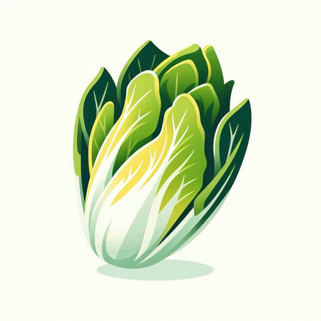 Illustration of a fresh chinese cabbage on a white background.のイラスト素材