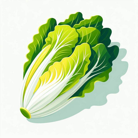Illustration of fresh green chinese cabbage on a white background.のイラスト素材