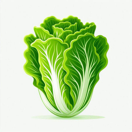 Lettuce isolated on white background. Vector illustration. Eps 10.のイラスト素材