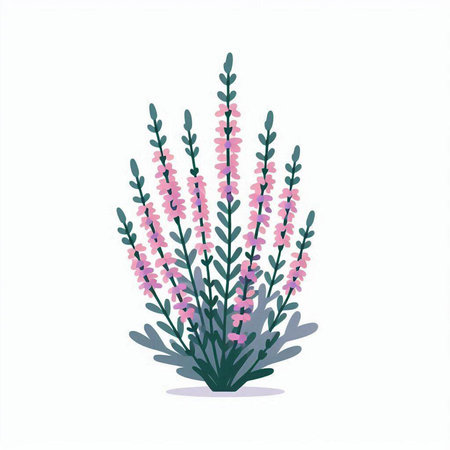 Beautiful blooming purple heather flowers. Vector illustration isolated on white background.のイラスト素材