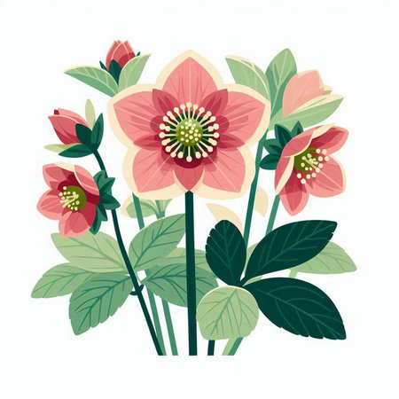 Vector illustration of a bouquet of hellebore flowers.のイラスト素材