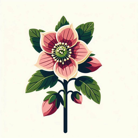 Illustration of a hellebore flower on a white backgroundのイラスト素材