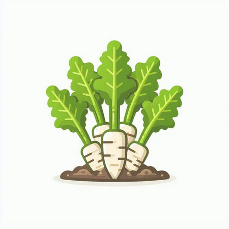 Daikon radish plant vector illustration isolated on white background.のイラスト素材