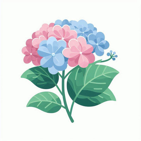 Colorful hydrangea flowers on white background. Vector illustration.のイラスト素材